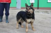 150403 BRĄSZEWICE SUKA 43652