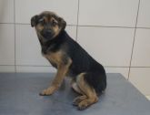 13.01.2020 SIERADZ GMINA 616093900800702 SAMIEC