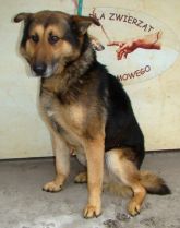  13.03.15 Sieradz gmina samiec 51192