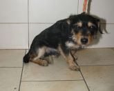 17.07.2019 SKĘPE GMINA 932001000619119 SAMIEC