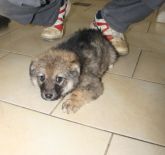 04.01.2020 BRĄSZEWICE GMINA 616093900800600 SAMICA