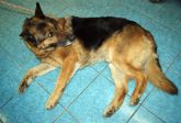  pies lutomiersk 140309