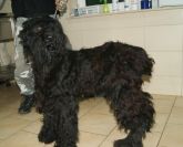 07.11.2017 TUREK GMINA 616093900383736 ♀