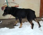 13.03.19 Zduńska Wola gmina samiec 51232