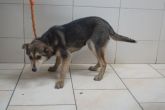 11.02.2019 SKĘPE GMINA 616093900491970 SAMICA