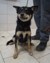 03.01.2020 PODDĘBICE GMINA 616093900800599 SAMICA