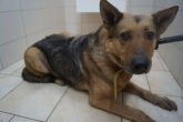 10.02.2020 DĄBROWA BISKUPIA 616093900707237 SAMIEC