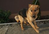 150202 Stryków suka