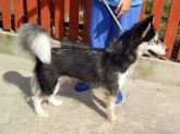 140802 zgierz g. suka 