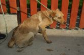 140424 słupia suka 
