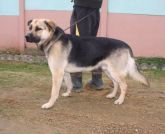 15.11.2019 BRZEŹNO GMINA 616093900801082 SAMIEC