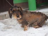 4.01.2017 ZGIERZ GMINA 44059 ♀