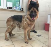 19.03.2019 SIERADZ GMINA 616093900796183 SAMIEC