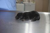 03.03.2017 OZORKÓW GMINA BRAK CHIP ♀