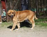 20.04.2018 BRZEŹNIO GMINA 616093900387126 SAMICA