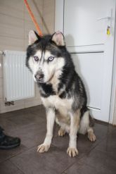 19.01.2018 SIERADZ GMINA 616093900366003 SAMIEC