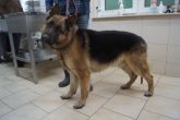 01.03.2019 BRZEŹNIO GMINA 616093900491828 SAMIEC