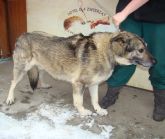 13.03.10 Zapolice samiec 51182