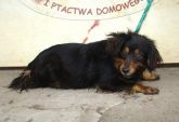 13.03.12 Andrespol samica 51198