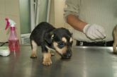 11.04.2017 TUREK GMINA BRAK CHIP, SZCZENIE ♀