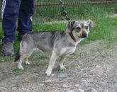 02.05.2018 BRZEŹNIO GMINA 616093900489977 SAMICA