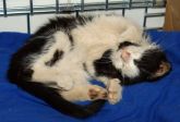 140804 zgierz miasto kot samica