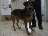 21.01.2020 STAWISZYN GMINA 616093900800645 SAMIEC