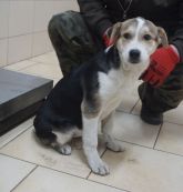 18.12.2019 TULISZKÓW GMINA 616093900800651 SAMICA