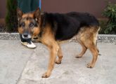 150407 łask pies 