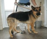 24.07.2018 BURZENIN GMINA 616093900492174 SAMIEC