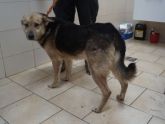 04.01.2019 TULISZKÓW GMINA 616096700055789 SAMIEC