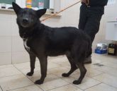 04.01.2019 TULISZKÓW GMINA 967000009675771 SAMIEC