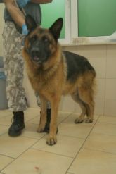 07.09.2017 DMOSIN GMINA 616093900387546 ♂