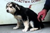 18.05.2013 JĘDRZEJÓW SZCZENIAK SUKA 43730