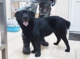 25.01.2017 MOGILNO GMINA 73645 ♂