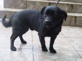 3.01.2017 MOGILNO GMINA 44073 ♂