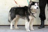 21.02.2014 MOGILNO SUKA 49706