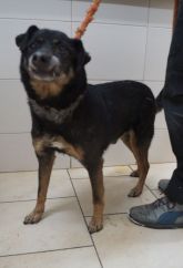 04.01.2019 TULISZKÓW GMINA 967000009675761 SAMIEC