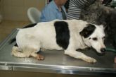 12.04.2017 WOLA KRZYSZTOPORSKA GMINA 616093900166041/72629 ♀
