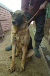 22.02.2019 BRĄSZEWICE GMINA 616093900490007 SAMIEC