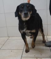 04.01.2019 TULISZKÓW GMINA 616096700019636 SAMIEC