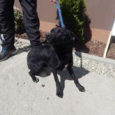 02.06.2015 Gmina Zduńska Wola  Samica