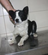 04.06.2018 MNISZKÓW GMINA 616093900489806 SAMIEC
