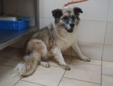 04.01.2019 TULISZKÓW GMINA 967000009675431 SAMICA