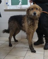 09.01.2019 PODDĘBICE GMINA 616093900492117 SAMIEC