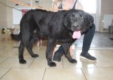 18.06.2018 SIERADZ GMINA 616093900491055 SAMIEC