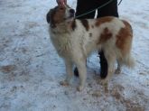 6.01.2016 WODZIERADY GMINA 72081 ♂