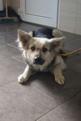 28.07.2017 BRZEŹNIO GMINA 616093900387114 ♀