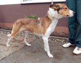 141106 jeziora wielkie pies 