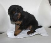 25.07.2019 PODDĘBICE GMINA BRAK CHIP SAMIEC